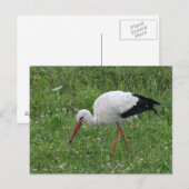 Storch 3 postkarte (Vorne/Hinten)