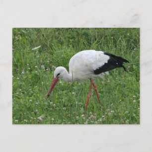 Storch 3 postkarte