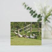 Storch führt Gänseparade Grußkarte Postkarte (Stehend Vorderseite)