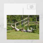 Storch führt Gänseparade Grußkarte Postkarte (Vorne/Hinten)