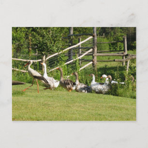 Storch führt Gänseparade Grußkarte Postkarte