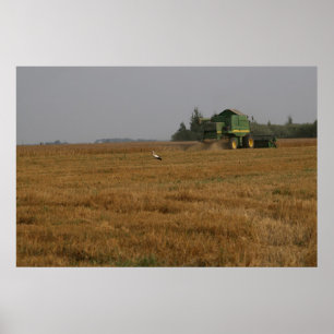 Storch im Maisfeld Poster