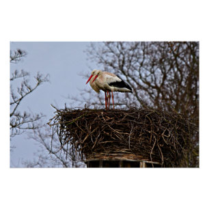 Storch in Nest Poster