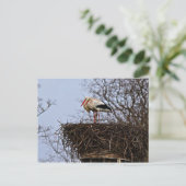 Storch in Nest Postkarte (Stehend Vorderseite)