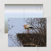 Storch in Nest Postkarte (Vorne/Hinten)