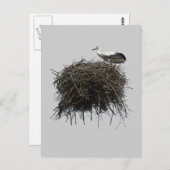 Storchennest Postkarte (Vorne/Hinten)