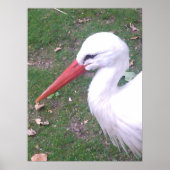 Storchposter Poster (Vorne)