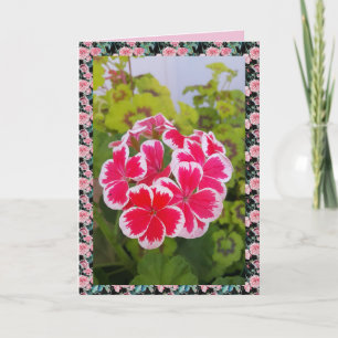 Storchschnabel Pelargonie Blumen Garten floral Kar Karte