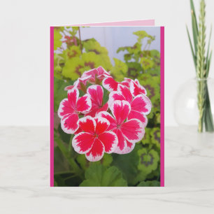 Storchschnabel Pelargonie Blumen Garten floral Kar Karte