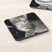 "Störenfried: Die Mischlinge Tabby Kitten Getränkeuntersetzer (Linke Seite)