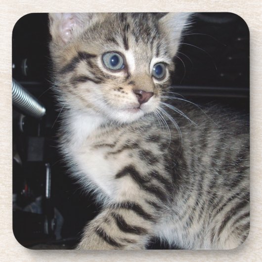 "Störenfried: Die Mischlinge Tabby Kitten Getränkeuntersetzer (Vorderseite)