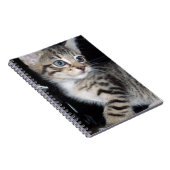 "Störenfried: Die Mischlinge Tabby Kitten Notizblock (Rechte Seite)