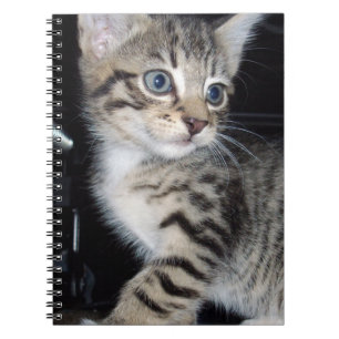 "Störenfried: Die Mischlinge Tabby Kitten Notizblock