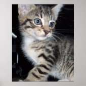 "Störenfried: Die Mischlinge Tabby Kitten Poster (Vorne)