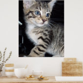 "Störenfried: Die Mischlinge Tabby Kitten Poster (Küche)