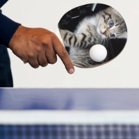 "Störenfried: Die Mischlinge Tabby Kitten