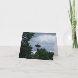 Stork Foto Baby Pregnancy Announccard Karte