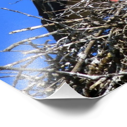 Stork Nest Fotodruck (Ecke)