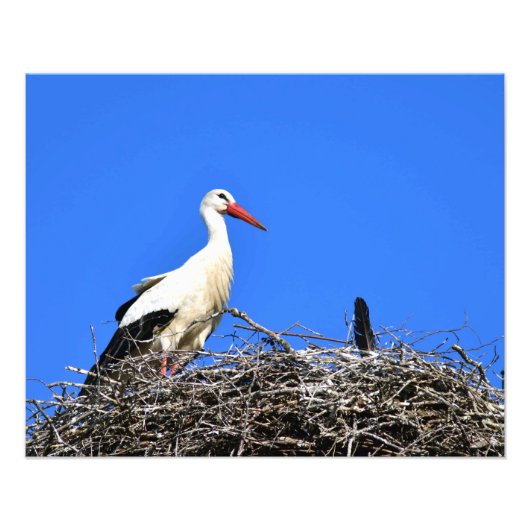 Stork Nest Fotodruck (Vorne)