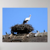 Stork on nest poster (Vorne)