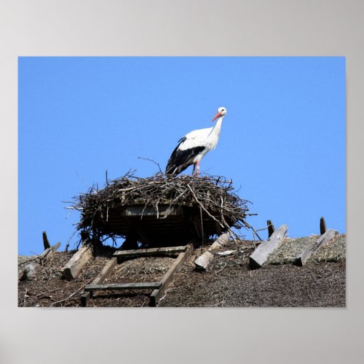 Stork on nest poster (Vorne)
