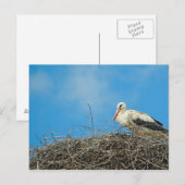 Stork's Nest Postcard Postkarte (Vorne/Hinten)
