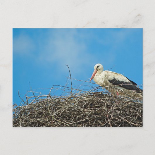Stork's Nest Postcard Postkarte (Vorderseite)