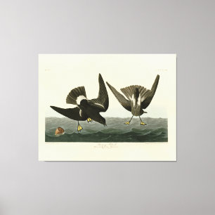 Stormy Petrel von Audubons Vögeln von Amerika Leinwanddruck
