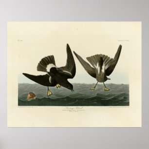 Stormy Petrel von Audubons Vögeln von Amerika Poster