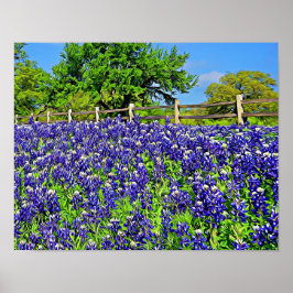 Storybook Bluebonnet Blume Fotografie Poster