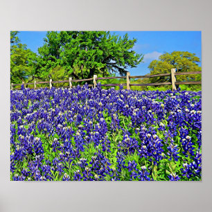 Storybook Bluebonnet Blume Fotografie Poster