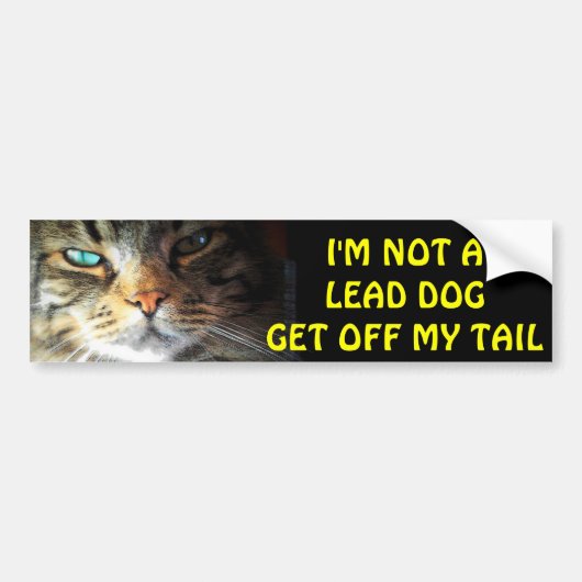 Stoßfängerkatze ist kein führender Hund Autoaufkleber (Vorne)