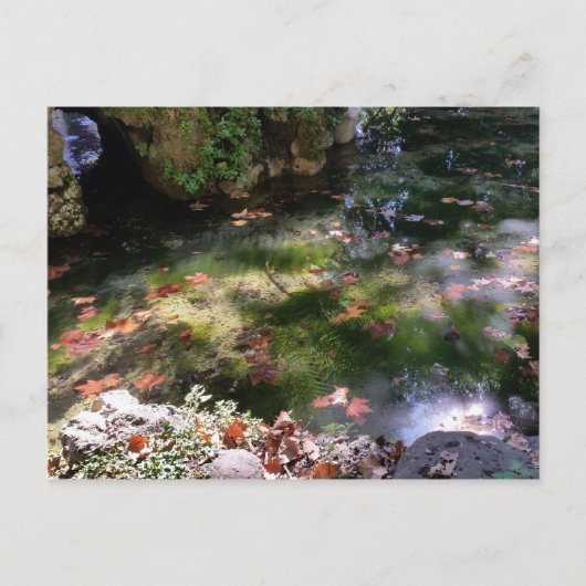 Strahlen und Blätter auf Wasser Postkarte (Vorderseite)
