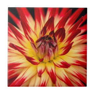 Strahlend gelbe und rote Blume, Nahaufnahme einer  Fliese