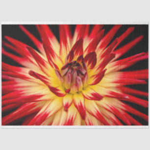 Strahlend gelbe und rote Blume, Nahaufnahme von Bl Seidenpapier