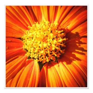 Strahlend orangefarbene Blume Makro-Wandkunst-Druc Fotodruck