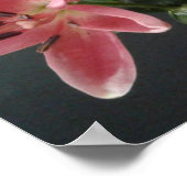 Strahlende Gnade: Rosa Lilien in Blüte Poster (Ecke)