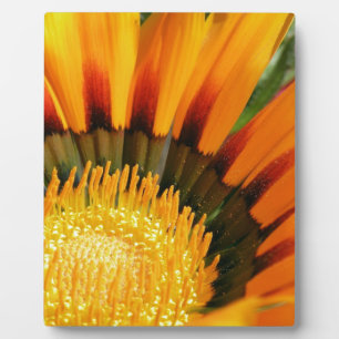 Strahlende Schatzblume Botanisches Foto Fotoplatte