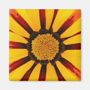 Strahlende Schatzblume Botanisches Foto Magnet