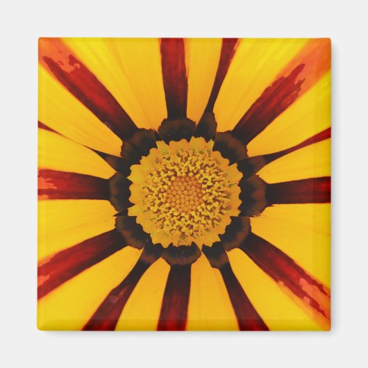 Strahlende Schatzblume Botanisches Foto Magnet (Vorne)