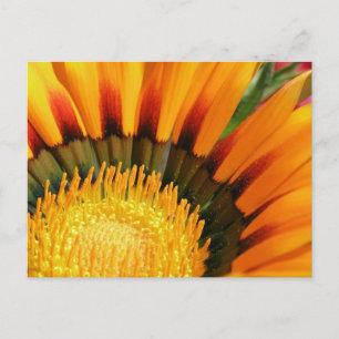 Strahlende Schatzblume Botanisches Foto Postkarte