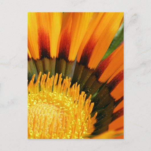 Strahlende Schatzblume Botanisches Foto Postkarte (Vorderseite)