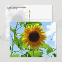 Strahlende Sonnenblume, Provence, Frankreich -