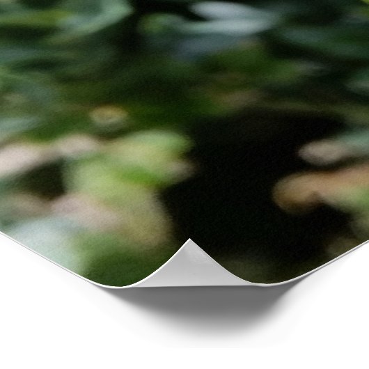 strahlende weiße Blume Poster (Ecke)