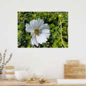 strahlende weiße Blume Poster (Küche)