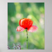 Strahlenroter Klatschmohn Poster (Vorne)