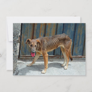 Straight-dog-Karte