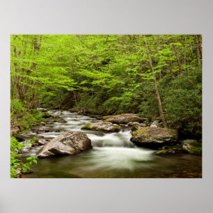 Straight Fork Fließt Durch Den Wald Poster