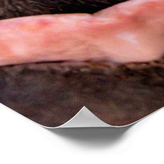 Straight from the Horse's Mouth Funny Animal Poster (Ecke)