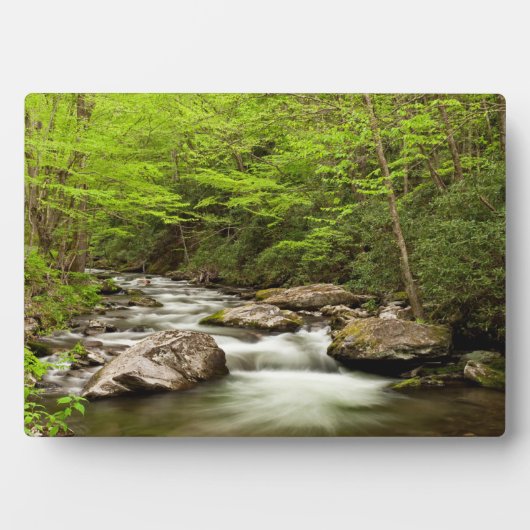 Straight Gabel fließt durch den Wald Fotoplatte (Vorderseite)